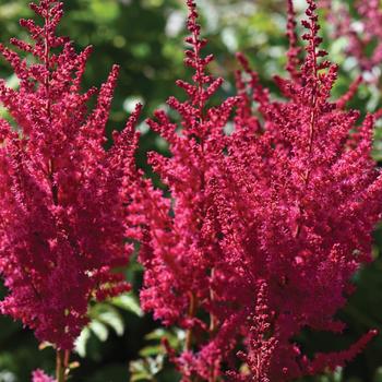 False Spirea