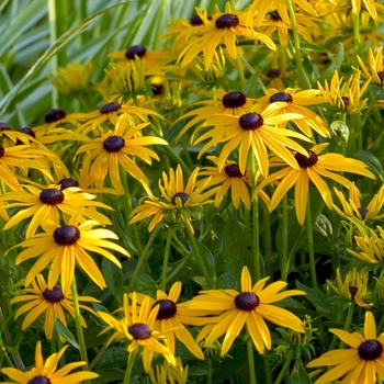 Black-Eyed Susan