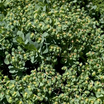 Cushion Spurge