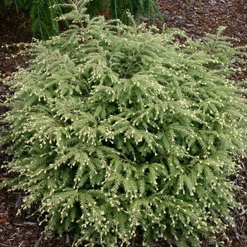 'Moon Frost' Canadian Hemlock 'Moon Frost' Canadian Hemlock