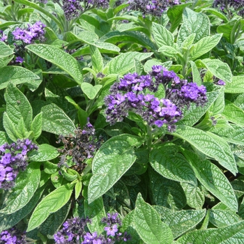 Scentropia Dark Blue