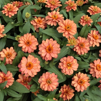 Zinnia