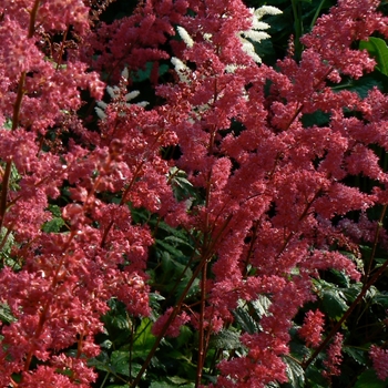 False Spirea