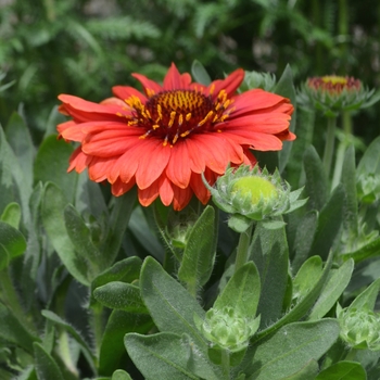 Blanket Flower