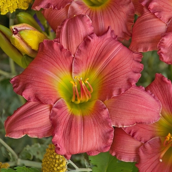 Daylily Daylily