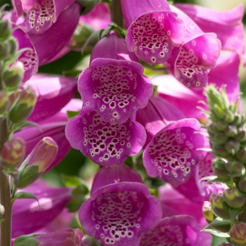 Foxglove Foxglove