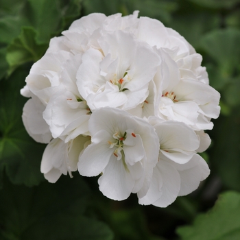 Geranium, Zonal 