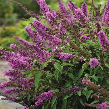 Butterfly Bush