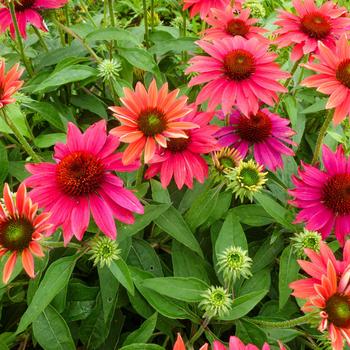 Coneflower Coneflower