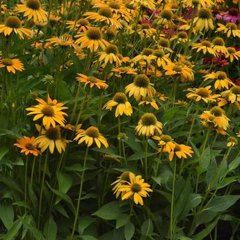 Coneflower