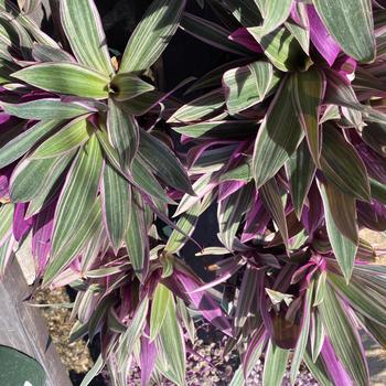 Tradescantia