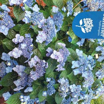 Pop Star® Bigleaf Hydrangea