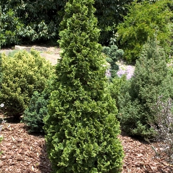 'Degroot's Spire' Arborvitae