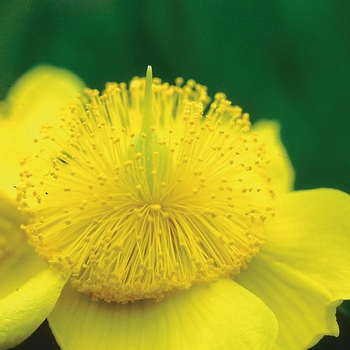 'Sunburst' Hypericum