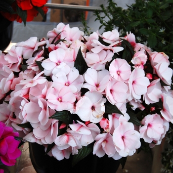 'Magnum White Blush' Magnum White Blush New Guinea Impatien