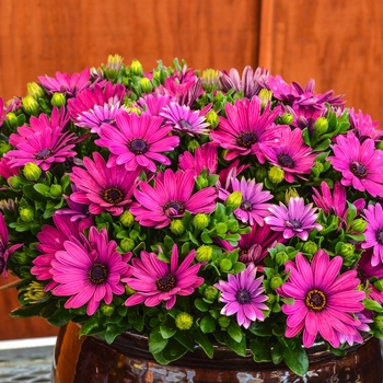 Osteospermum Osteospermum