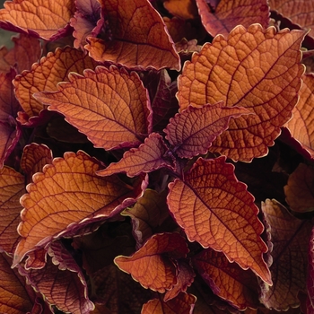 Coleus 