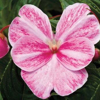 Sonic® 'Magic Pink' Sonic® 'Magic Pink'