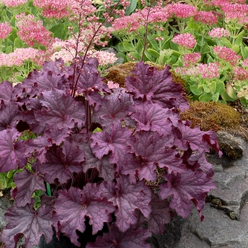 Coral Bells Coral Bells