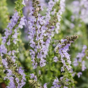 Color Spires® 'Crystal Blue'