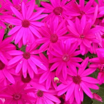 Pericallis (Cineraria)