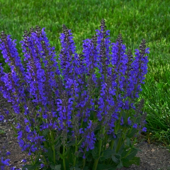 Meadow Sage