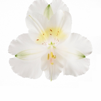 Colorita&reg; Claire&reg; White