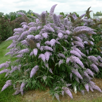 Butterfly Bush