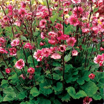 Avens