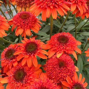 Coneflower