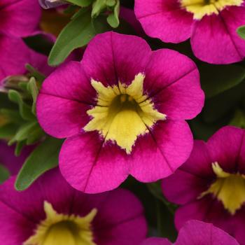 Calibrachoa