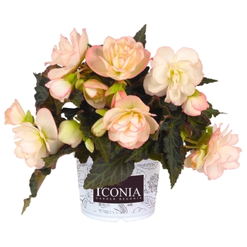 Begonia 