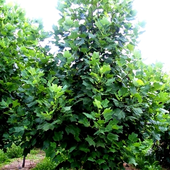 Tulip Tree