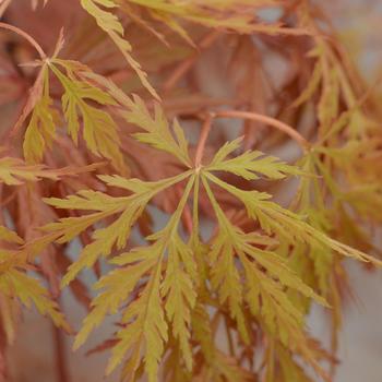 'Orangeola' Japanese Maple