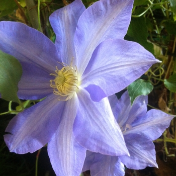 Clematis