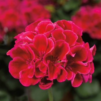 Calliope&reg; Medium Crimson Flame