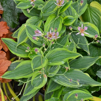 Toad Lily Toad Lily