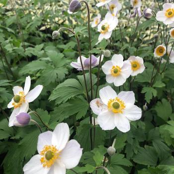 Windflower