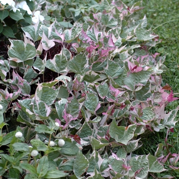 Ornamental Sweet Potato
