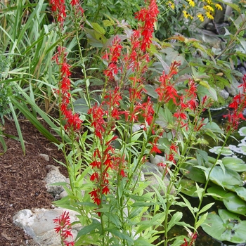 Cardinal Flower