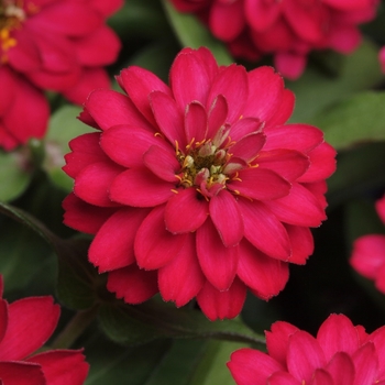 Zinnia