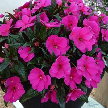 Impatiens, New Guinea