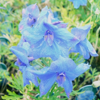 Larkspur