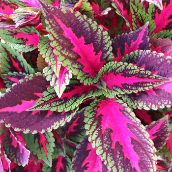 Coleus