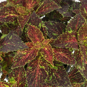 Coleus