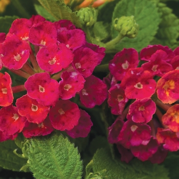 Lantana Lantana