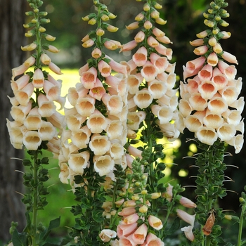 Foxglove