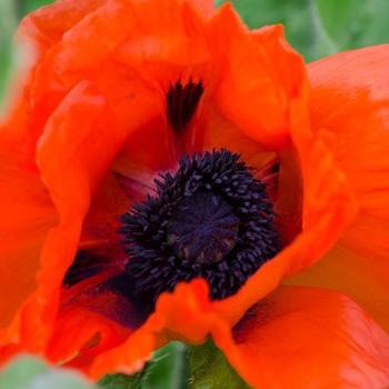 Oriental Poppy Oriental Poppy