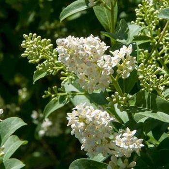 Cheyenne Privet