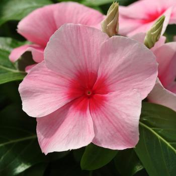 Vinca